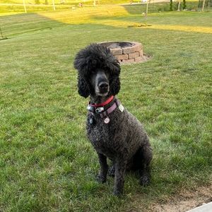 Meet your Posher, Dennis